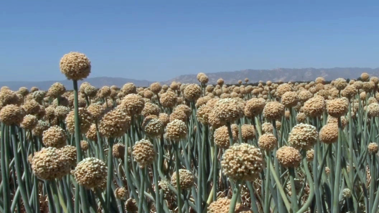 SeedQuest Central information website for the global seed industry